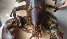 龙虾最新爆料是真的吗视频,揭秘视频真相，是真是假？