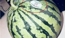 吃瓜网红大学时