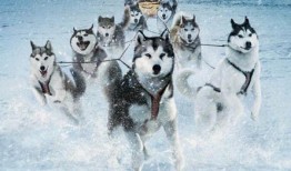 南极大冒险在线观看影片,极地探险的惊心动魄之旅