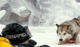 南极大冒险在线观看影片,极地探险的惊心动魄之旅