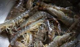 基围虾最新爆料,揭秘行业最新爆料背后的真相