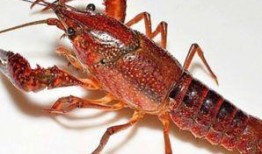 龙虾最新爆料是真的吗视频,揭秘视频真相，是真是假？